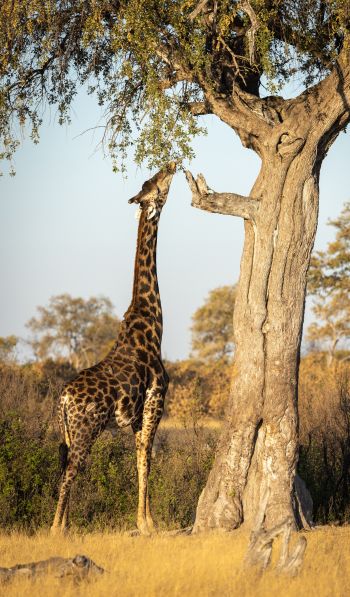Обои 600x1024 Национальный парк Хванге, Зимбабве