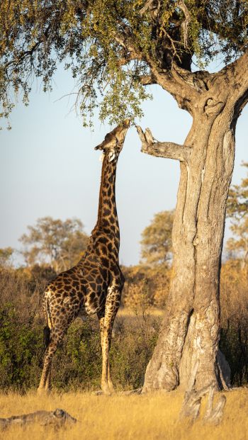 Обои 640x1136 Национальный парк Хванге, Зимбабве