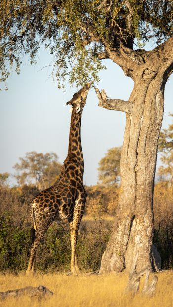 Обои 1440x2560 Национальный парк Хванге, Зимбабве