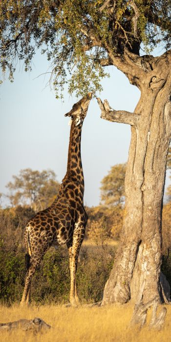 Обои 720x1440 Национальный парк Хванге, Зимбабве