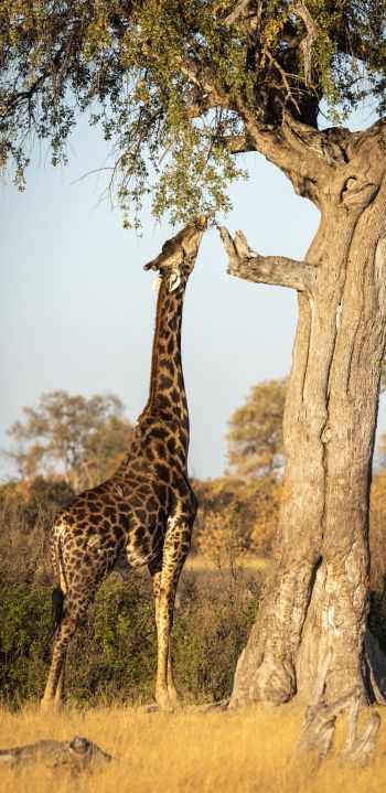 Hwange National Park, Zimbabwe Wallpaper 1440x2960