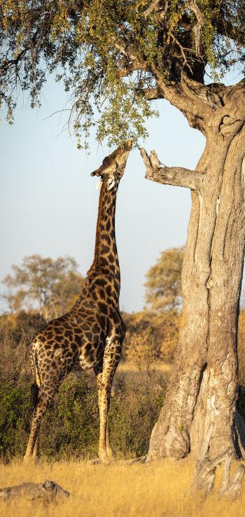 Hwange National Park, Zimbabwe Wallpaper 1080x2280