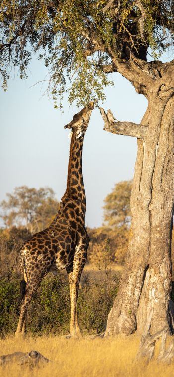 Hwange National Park, Zimbabwe Wallpaper 1080x2340