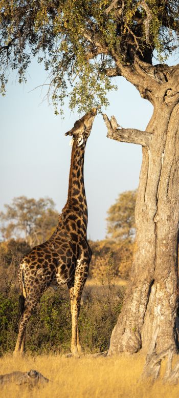 Hwange National Park, Zimbabwe Wallpaper 1440x3200