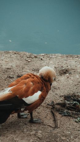 duck, bird Wallpaper 640x1136