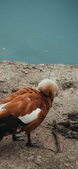 duck, bird Wallpaper 1080x2340