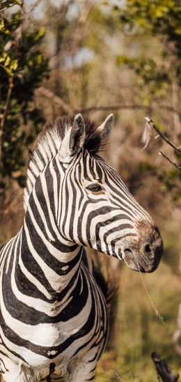 zebra, South Africa Wallpaper 1440x3040