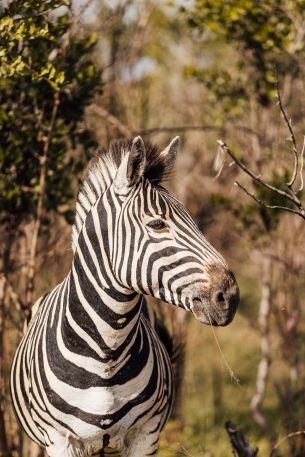 Обои 4107x6161 зебра, Южная Африка