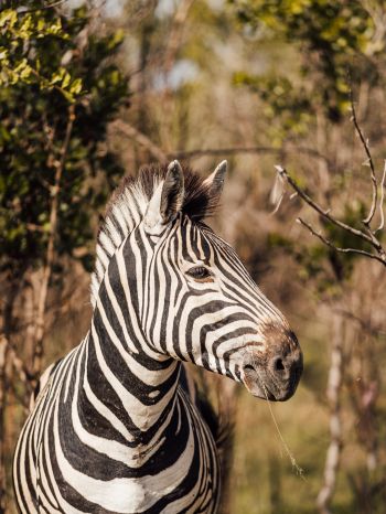 zebra, South Africa Wallpaper 2048x2732