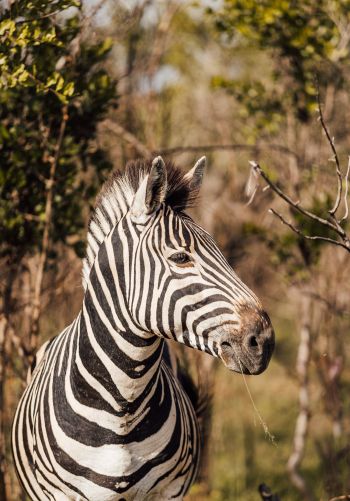 zebra, South Africa Wallpaper 1668x2388