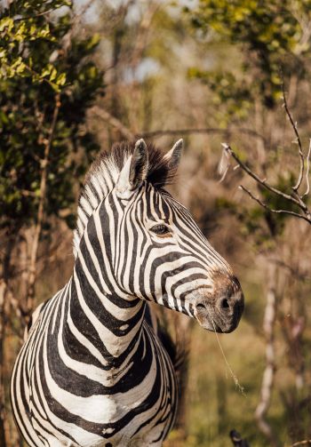 zebra, South Africa Wallpaper 1640x2360
