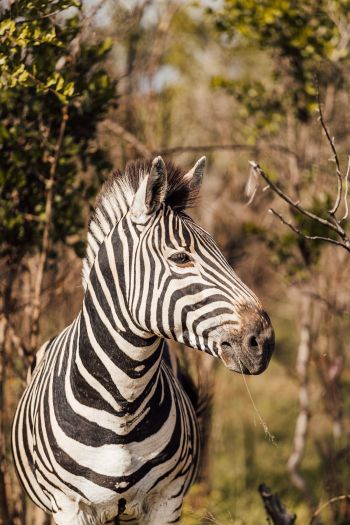 Обои 640x960 зебра, Южная Африка