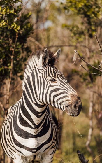 zebra, South Africa Wallpaper 1752x2800