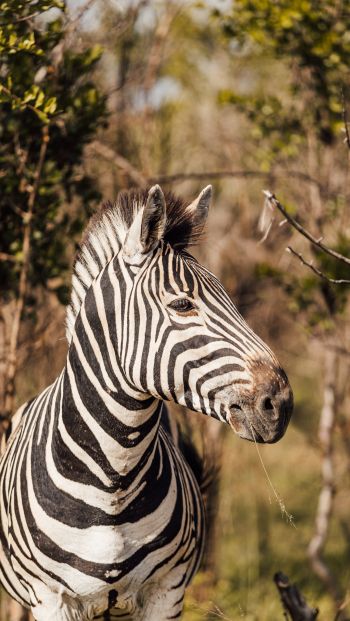 zebra, South Africa Wallpaper 640x1136
