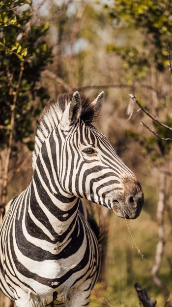 zebra, South Africa Wallpaper 1080x1920