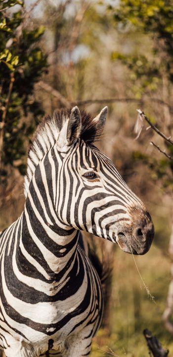 Обои 1440x2960 зебра, Южная Африка