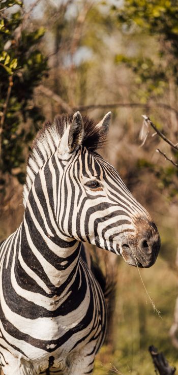 zebra, South Africa Wallpaper 1080x2280