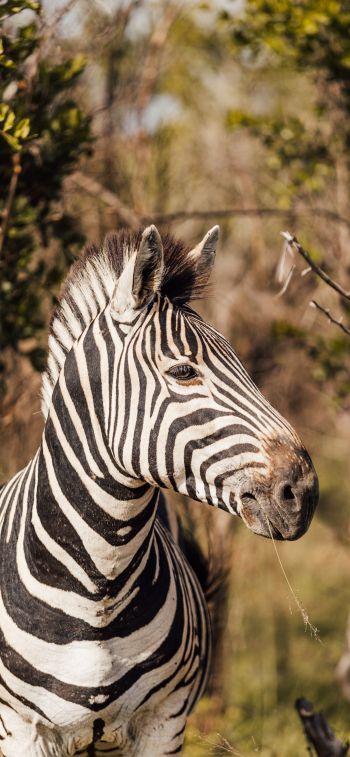 zebra, South Africa Wallpaper 1170x2532