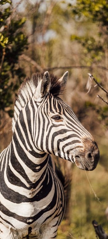 zebra, South Africa Wallpaper 1440x3200