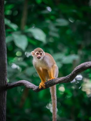 Singapore Zoo, Singapore Wallpaper 1668x2224