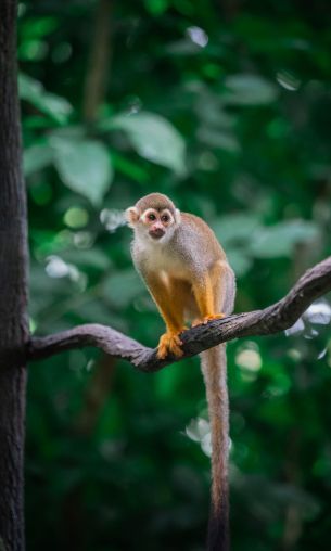 Singapore Zoo, Singapore Wallpaper 1200x2000