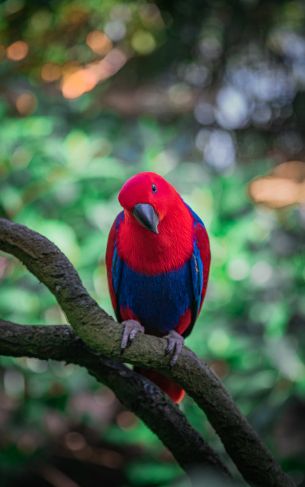 colorful parrot, Singapore Wallpaper 1752x2800