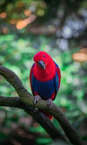 colorful parrot, Singapore Wallpaper 1200x2000