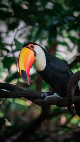 toucan, big beak Wallpaper 640x1136