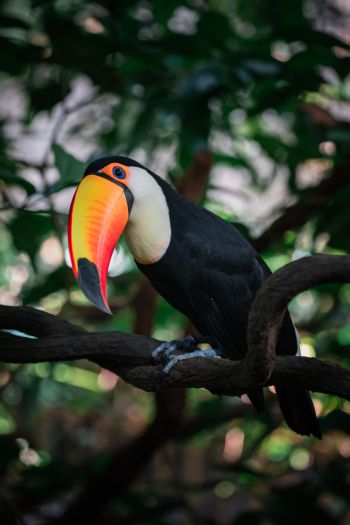 toucan, big beak Wallpaper 640x960