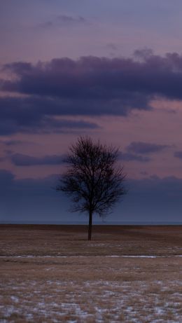 field, steppe, landscape Wallpaper 640x1136