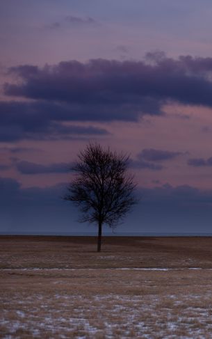 field, steppe, landscape Wallpaper 1752x2800