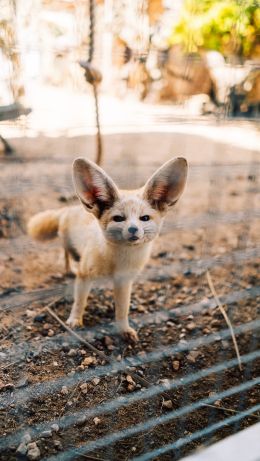 desert fox, zoo Wallpaper 640x1136