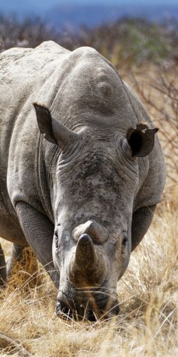Обои 720x1440 мощный носорог, заповедник Намбити Хиллс