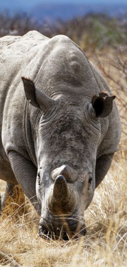 Обои 1440x3040 мощный носорог, заповедник Намбити Хиллс