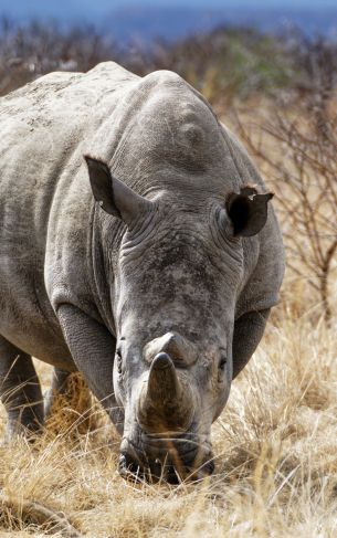 Обои 1752x2800 мощный носорог, заповедник Намбити Хиллс