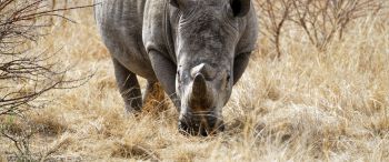 Обои 3440x1440 мощный носорог, заповедник Намбити Хиллс