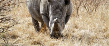 Обои 2560x1080 мощный носорог, заповедник Намбити Хиллс