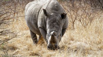 Обои 1600x900 мощный носорог, заповедник Намбити Хиллс