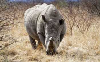 powerful rhinoceros, commander Nambiti Hills Wallpaper 2560x1600