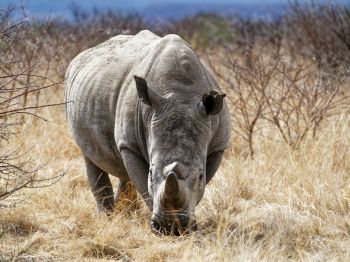 powerful rhinoceros, commander Nambiti Hills Wallpaper 1024x768
