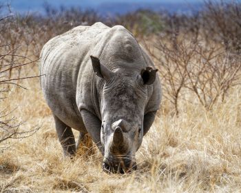 powerful rhinoceros, commander Nambiti Hills Wallpaper 1280x1024