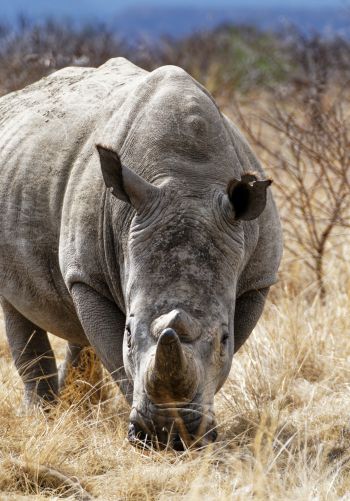 powerful rhinoceros, commander Nambiti Hills Wallpaper 1668x2388