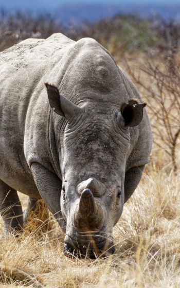 Обои 1600x2560 мощный носорог, заповедник Намбити Хиллс