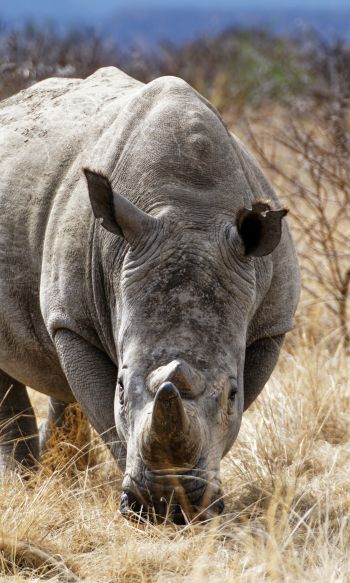 Обои 1200x2000 мощный носорог, заповедник Намбити Хиллс