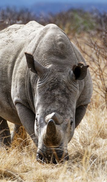 Обои 600x1024 мощный носорог, заповедник Намбити Хиллс