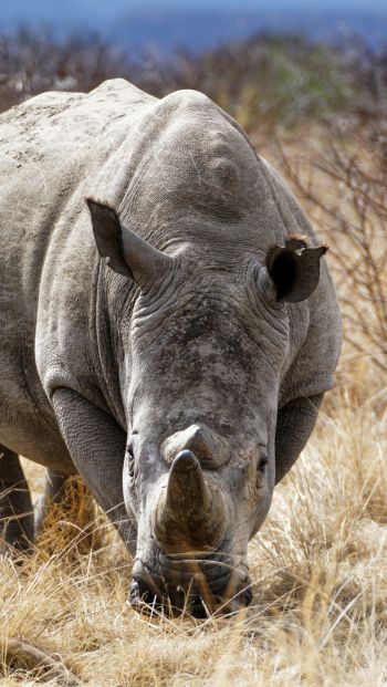 Обои 640x1136 мощный носорог, заповедник Намбити Хиллс