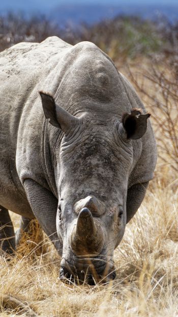 Обои 750x1334 мощный носорог, заповедник Намбити Хиллс