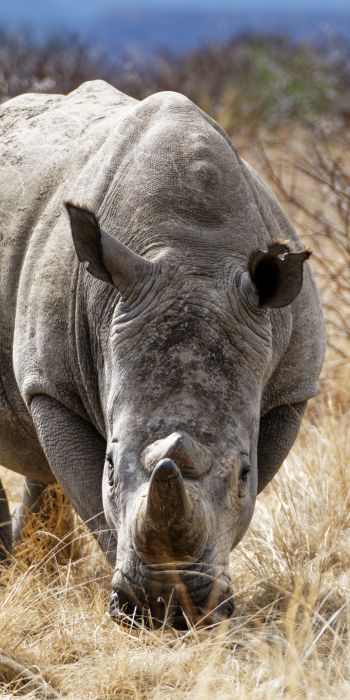 powerful rhinoceros, commander Nambiti Hills Wallpaper 720x1440