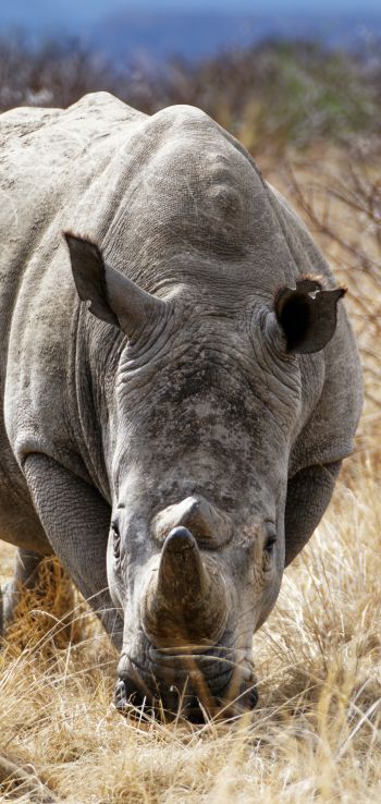 Обои 720x1520 мощный носорог, заповедник Намбити Хиллс