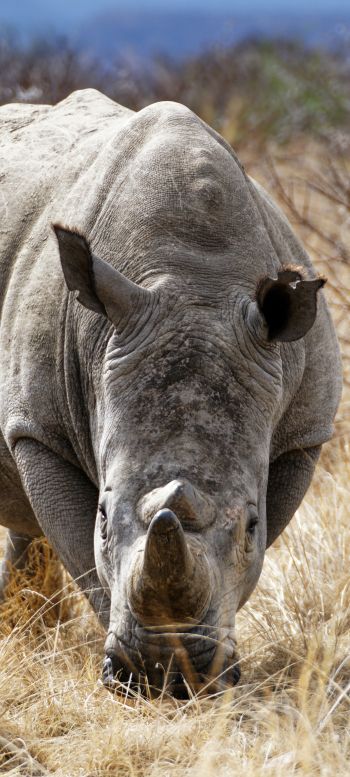 Обои 720x1600 мощный носорог, заповедник Намбити Хиллс